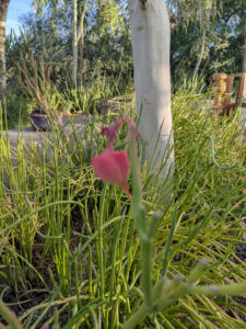 images from Desert Botanical Garden -Nov 2025