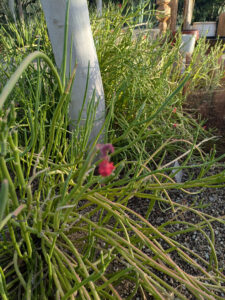 images from Desert Botanical Garden -Nov 2025