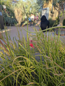 images from Desert Botanical Garden -Nov 2025