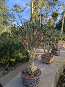 images from Desert Botanical Garden -Nov 2025