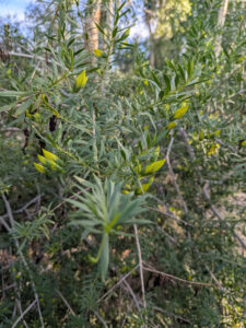 images from Desert Botanical Garden -Nov 2025