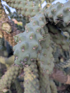 images from Desert Botanical Garden -Nov 2025