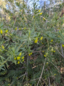 images from Desert Botanical Garden -Nov 2025