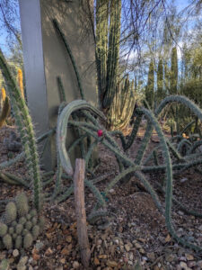 images from Desert Botanical Garden -Nov 2025