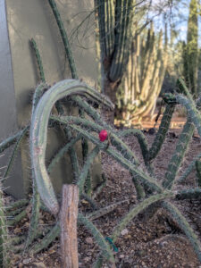 images from Desert Botanical Garden -Nov 2025