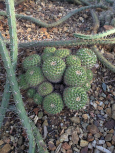 images from Desert Botanical Garden -Nov 2025