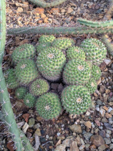 images from Desert Botanical Garden -Nov 2025