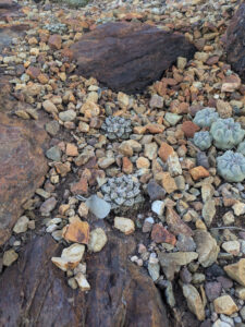 images from Desert Botanical Garden -Nov 2025