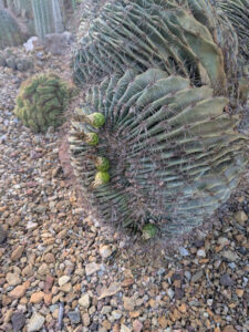 images from Desert Botanical Garden -Nov 2025