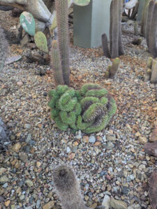 images from Desert Botanical Garden -Nov 2025