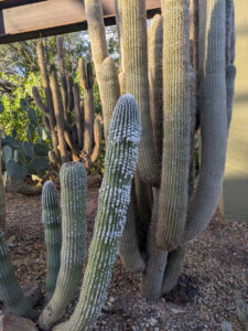 images from Desert Botanical Garden -Nov 2025