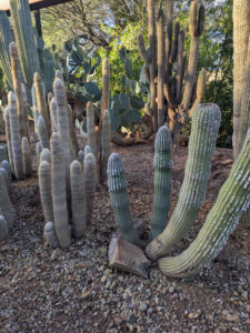 images from Desert Botanical Garden -Nov 2025