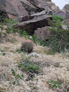 image from South Mountain Preserve in Phoenix AZ