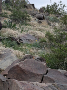 image from South Mountain Preserve in Phoenix AZ