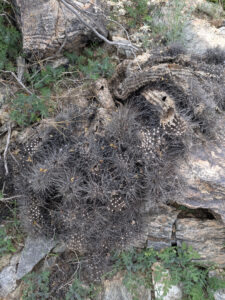 image from South Mountain Preserve in Phoenix AZ