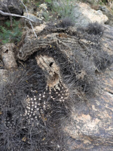 image from South Mountain Preserve in Phoenix AZ