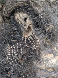 image from South Mountain Preserve in Phoenix AZ