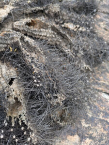 image from South Mountain Preserve in Phoenix AZ