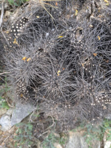 image from South Mountain Preserve in Phoenix AZ