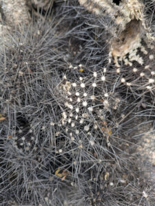 image from South Mountain Preserve in Phoenix AZ