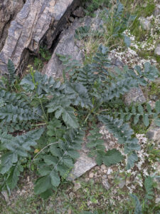 image from South Mountain Preserve in Phoenix AZ