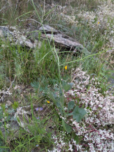 image from South Mountain Preserve in Phoenix AZ