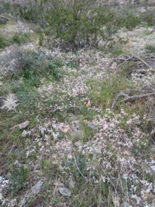 image from South Mountain Preserve in Phoenix AZ