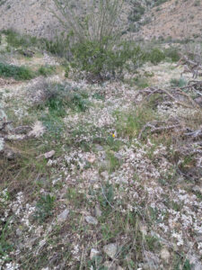 image from South Mountain Preserve in Phoenix AZ