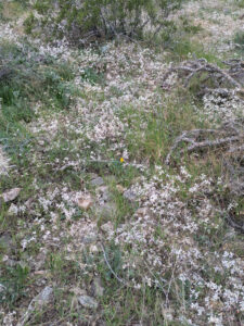 image from South Mountain Preserve in Phoenix AZ