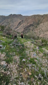 image from South Mountain Preserve in Phoenix AZ