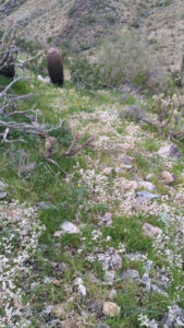 image from South Mountain Preserve in Phoenix AZ