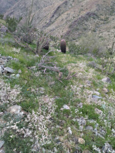 image from South Mountain Preserve in Phoenix AZ