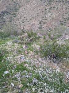 image from South Mountain Preserve in Phoenix AZ