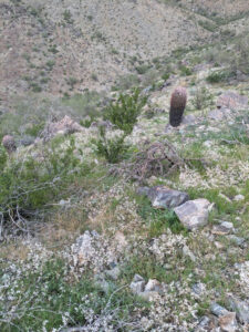 image from South Mountain Preserve in Phoenix AZ