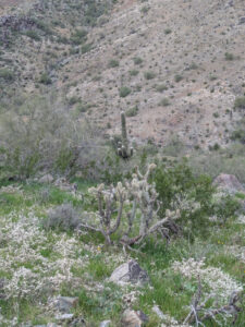 image from South Mountain Preserve in Phoenix AZ