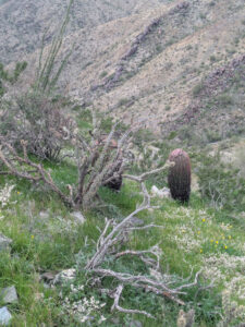 image from South Mountain Preserve in Phoenix AZ