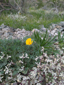 image from South Mountain Preserve in Phoenix AZ