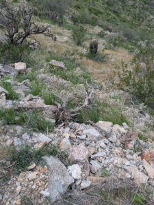 image from South Mountain Preserve in Phoenix AZ