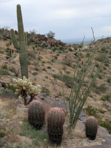 image from South Mountain Preserve in Phoenix AZ