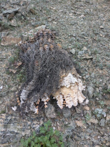 image from South Mountain Preserve in Phoenix AZ