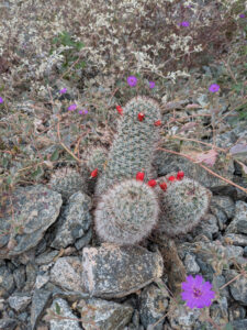 image from South Mountain Preserve in Phoenix AZ