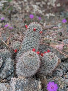 image from South Mountain Preserve in Phoenix AZ