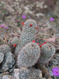 image from South Mountain Preserve in Phoenix AZ