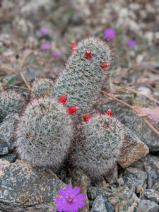 image from South Mountain Preserve in Phoenix AZ