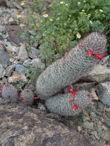 image from South Mountain Preserve in Phoenix AZ