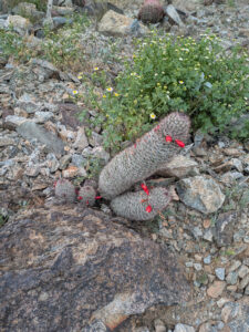 image from South Mountain Preserve in Phoenix AZ