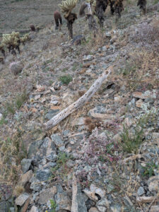 image from South Mountain Preserve in Phoenix AZ