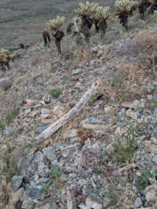 image from South Mountain Preserve in Phoenix AZ