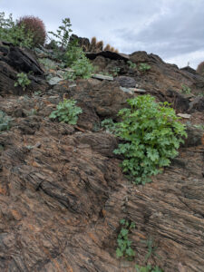 image from South Mountain Preserve in Phoenix AZ