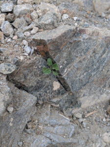image from South Mountain Preserve in Phoenix AZ